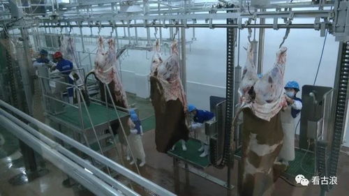 市政協(xié)調(diào)研組赴古浪縣調(diào)研農(nóng)產(chǎn)品加工產(chǎn)業(yè)發(fā)展情況，聚焦超聲技術(shù)賦能產(chǎn)業(yè)升級(jí)